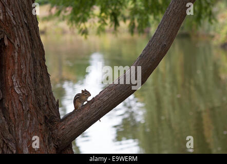 Ein Chipmunk sitzt auf einem Ast eines Baumes. Stockfoto