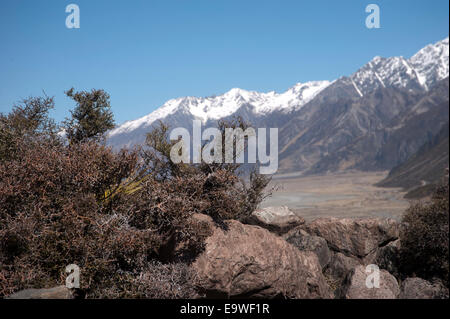 Alpine Pflanzen im Vordergrund der schneebedeckte Berge Stockfoto