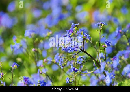 Kaukasusvergissmeinnicht - Brunnera Macrophylla 08 Stockfoto