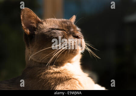 Dreizehn Jahre alt, Rocky, ein männlichen braunen Stammbaum birmanischen Katze entspannen in den späten Nachmittag Sonnenlicht außerhalb seiner Heimat London. Stockfoto