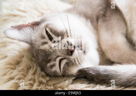 Gesicht des elf Jahre alten Ziggy, eine graue birmanischen Rassekatze liegen entspannt auf einer Wolldecke und Blick in die Kamera hautnah. Stockfoto