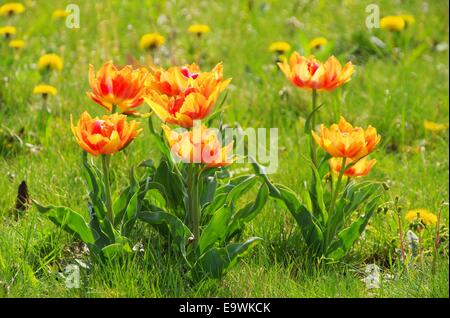 Tulpe Rot Gelb - Tulpe rot gelb 05 Stockfoto