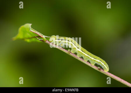 Eine Larve des Schmetterlings Lemon Emigrant Stockfoto