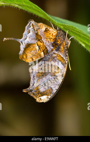 Die Underwing ein Tiger-Leafwing Stockfoto