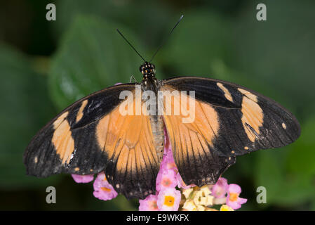 Eine afrikanische Schwalbenschwanz Schmetterling Fütterung Stockfoto