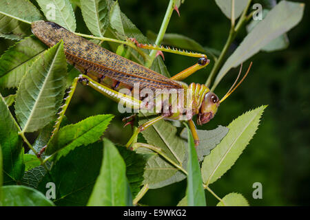 Ein Kragen Lümmel Grasshopper Stockfoto