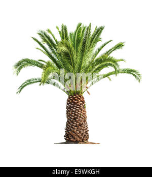 Grüne schöne Palme, die isoliert auf weißem Hintergrund Stockfoto
