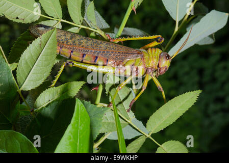 Ein Kragen Lümmel Grasshopper Stockfoto