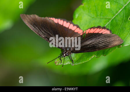 Einen ausgewachsenen Schmetterling rot Felge Stockfoto