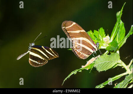 Ein männlicher Zebra Longwing Schmetterling fliegen in Richtung einer Frau Stockfoto