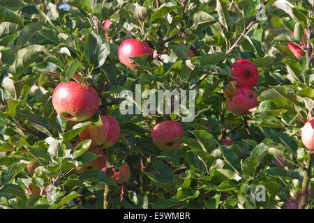 Rote Äpfel, die Reifung in einem Obstgarten Stockfoto