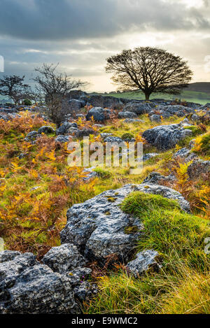 Kalksteinfelsen und Platane auf Holmepark fiel in der Nähe von Burton in Kendal, Cumbria Stockfoto