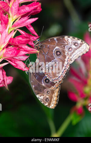 Ein paar der Paarung Blue Morpho Schmetterlinge Stockfoto