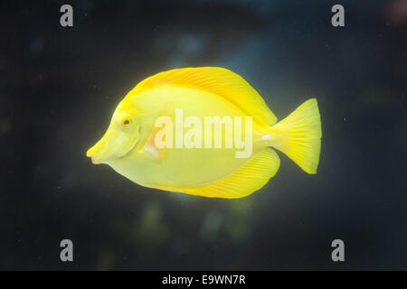 Gelbe Tang Fisch unter Wasser Stockfoto