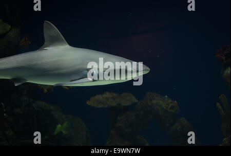 Unterwasser-Hai Stockfoto