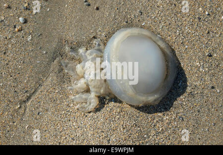 Tote Quallen am Strand, Normandie, Frankreich Stockfoto