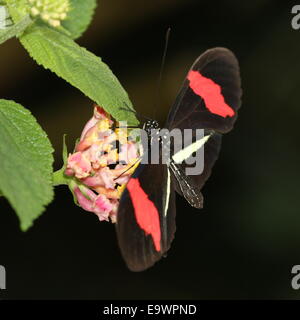 New World rot Briefträger oder kleine Postbote Schmetterling (Heliconius Erato), Fütterung auf eine Blume Stockfoto