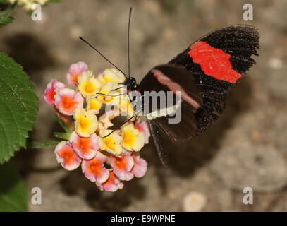 New World rot Briefträger oder kleine Postbote Schmetterling (Heliconius Erato), Fütterung auf eine Blume Stockfoto