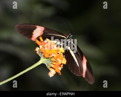 New World rot Briefträger oder kleine Postbote Schmetterling (Heliconius Erato), Fütterung auf eine Blume, Frontalansicht Stockfoto