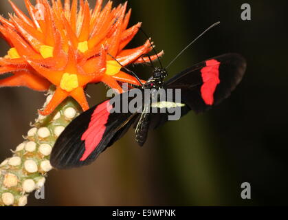 New World rot Briefträger oder kleine Postbote Schmetterling (Heliconius Erato), Fütterung auf eine exotische tropische Blume Stockfoto