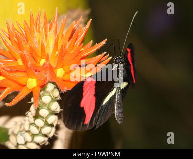 New World rot Briefträger oder kleine Postbote Schmetterling (Heliconius Erato), Fütterung auf eine exotische tropische Blume Stockfoto