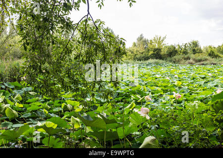 Das Naturschutzgebiet "Parco del Loto" Lotus grünen Gegend in Italien: einen großen Teich in der Lotosblumen (Nelumbo Nucifera) und Wasserlilien wachsen frei Erstellen einer wunderschönen natürlichen Umgebung. Stockfoto