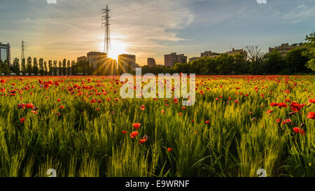 eine schöne Aussicht auf Feld von Korn und Mohn in Milano City bei Sonnenuntergang Stockfoto