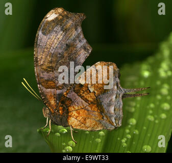 Tiger Leafwing Schmetterling (Consul Fabius), fand von Mexiko bis zum Amazonas, Flügel geschlossen Stockfoto