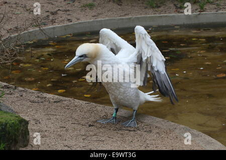 Basstölpel (Morus Bassanus) mit seinen Flügeln Stockfoto