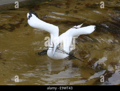 Schwimmen Basstölpel (Morus Bassanus), Flügel ausgebreitet, Nistmaterial zu sammeln Stockfoto