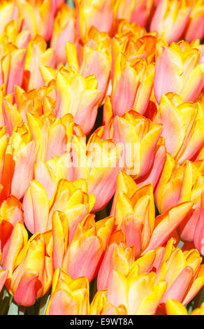 Schöne rot-gelbe Tulpen Nahaufnahme (Natur Frühling Hintergrund). Stockfoto