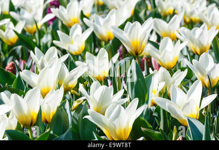 Schöne weiß-gelben Tulpen Nahaufnahme (Natur Frühling Hintergrund). Stockfoto