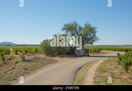 Landstraße schlängelt sich durch Weinberge zwischen Rasteau und Sablet in der südlichen Côtes du Rhône, Frankreich Stockfoto