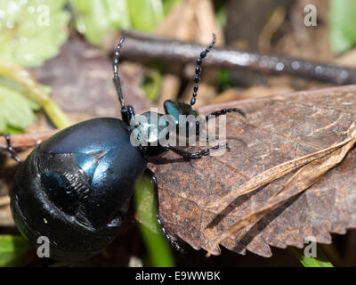 Blister aka Öl Käfer, Europa. Riesigen Bauch. Stockfoto