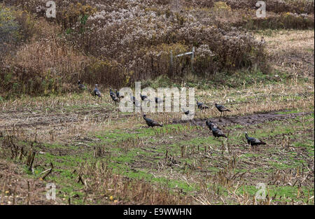 Wilder Truthahn Hennen, New York, USA Stockfoto