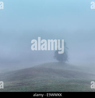 Weiche Morgennebel verhüllt einen einzigen Baum und rolling Hills, New York, USA Stockfoto