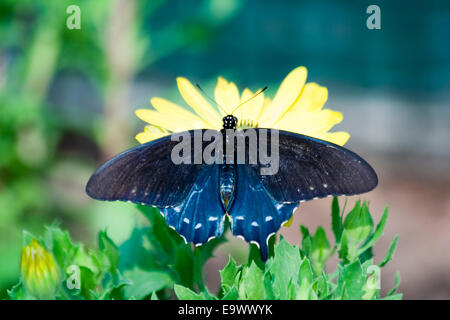 Pipevine Schwalbenschwanz Schmetterling (Battus Philenor) Stockfoto