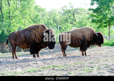 Amerikanische Bisons im Brookfield Zoo Stockfoto