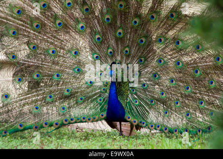 Indische blaue Pfau. Peacock.Peafowl. Stockfoto