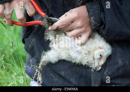 Klingeln Küken Schleiereule (Tyto Alba), Northumberland, UK Stockfoto