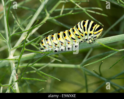 Brillante Farben. Papilio Machaon. Stockfoto