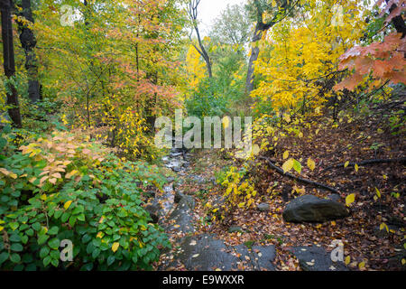 Bäume sind ihre Herbstfarben im Regen im Abschnitt North Woods der Central Park in New York drehen. Stockfoto