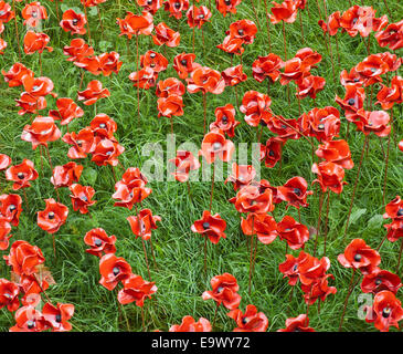 Mohn in den Tower of London. Stockfoto