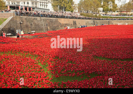 Tower von London Mohn. Stockfoto