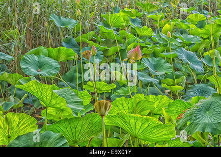 Das Naturschutzgebiet "Parco del Loto" Lotus grünen Gegend in Italien: eine breite Teich in dem Lotosblumen (Nelumbo Nucifera) und Wasser Stockfoto