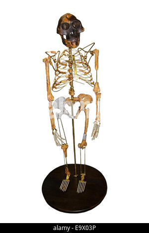 "Lucy" Australopithecus Afarensis Skelett Cast Stockfoto