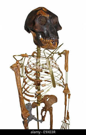 "Lucy" Australopithecus Afarensis Skelett Cast Stockfoto