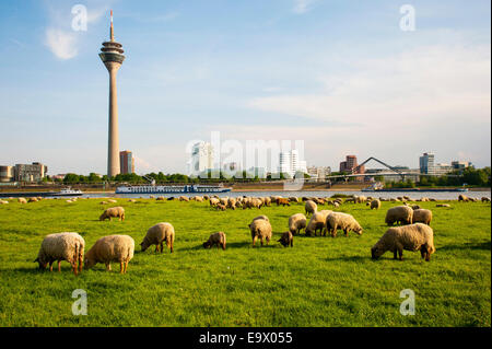 Schafe grasen auf den grünen Wiesen an den Ufern des Flusses Rhein in Düsseldorf-Oberkassel gegenüber Rheinturm und Gehry b Stockfoto