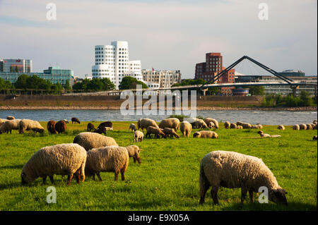 Schafe grasen auf den grünen Wiesen an den Ufern des Flusses Rhein in Düsseldorf-Oberkassel gegenüber Gehry-Bauten in der Stockfoto