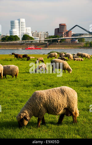 Schafe grasen auf den grünen Wiesen an den Ufern des Flusses Rhein in Düsseldorf-Oberkassel gegenüber Gehry-Bauten in der Stockfoto